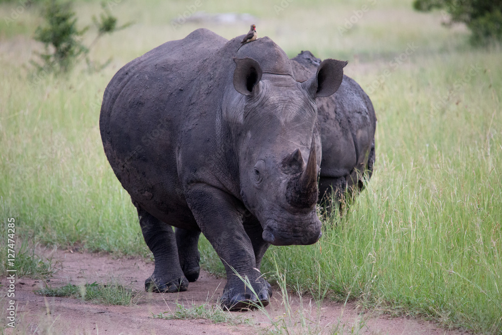 Naklejka premium Black Rhino