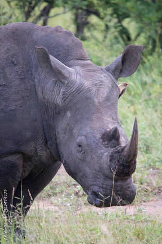 Black Rhino