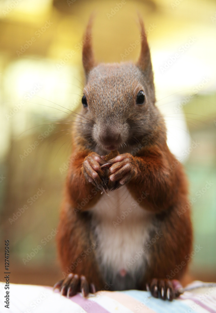 Obraz premium essendes Eichhörnchen