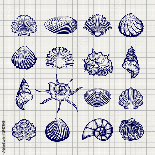 Ball pen sketch sea shells on notebook background vector