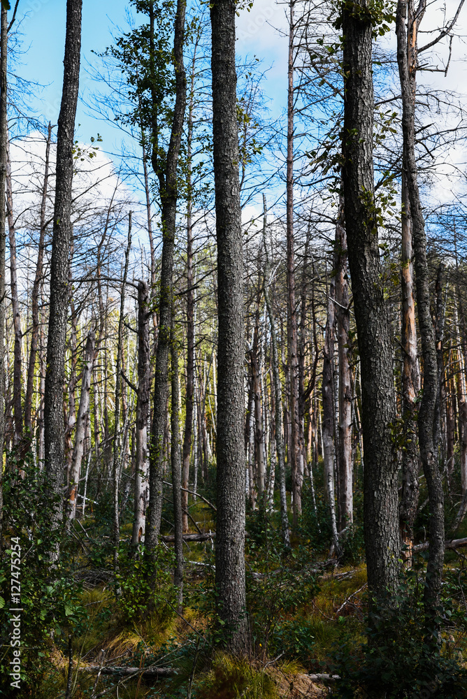 Fototapeta premium Dead forest in Europe.
