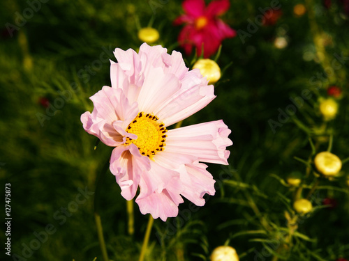 Fototapeta Naklejka Na Ścianę i Meble -  Cosmos bipinnatus 'Sea Shells'  