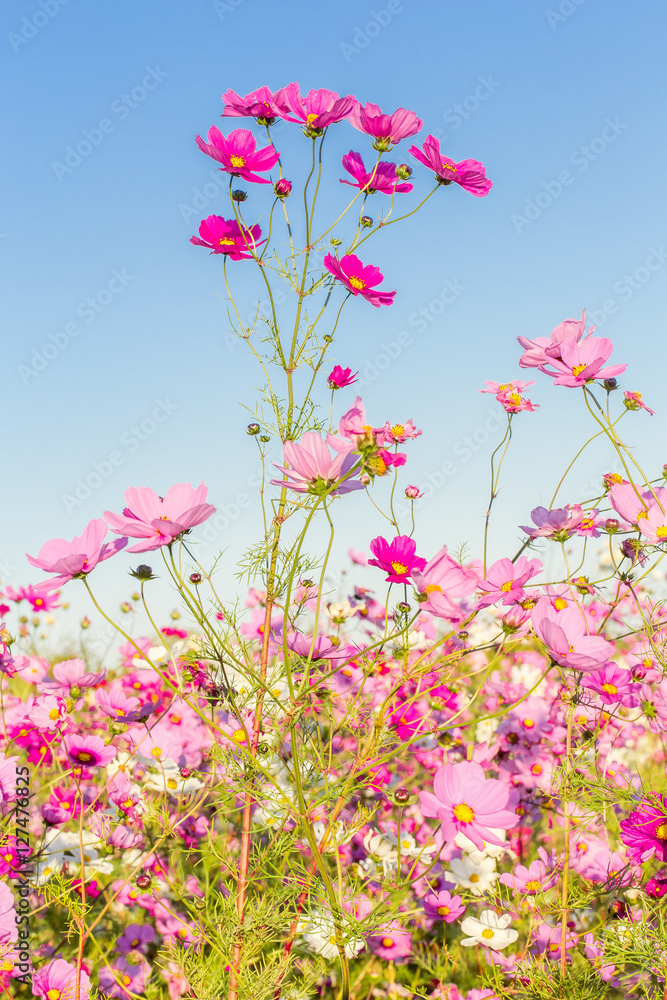 Poster Le champ de fleurs cosmos 