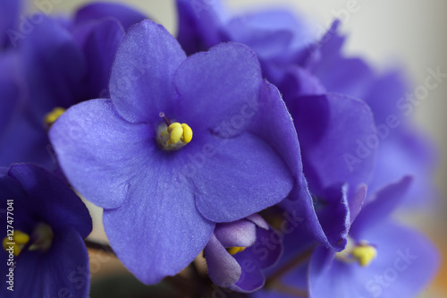 Close-up of violets