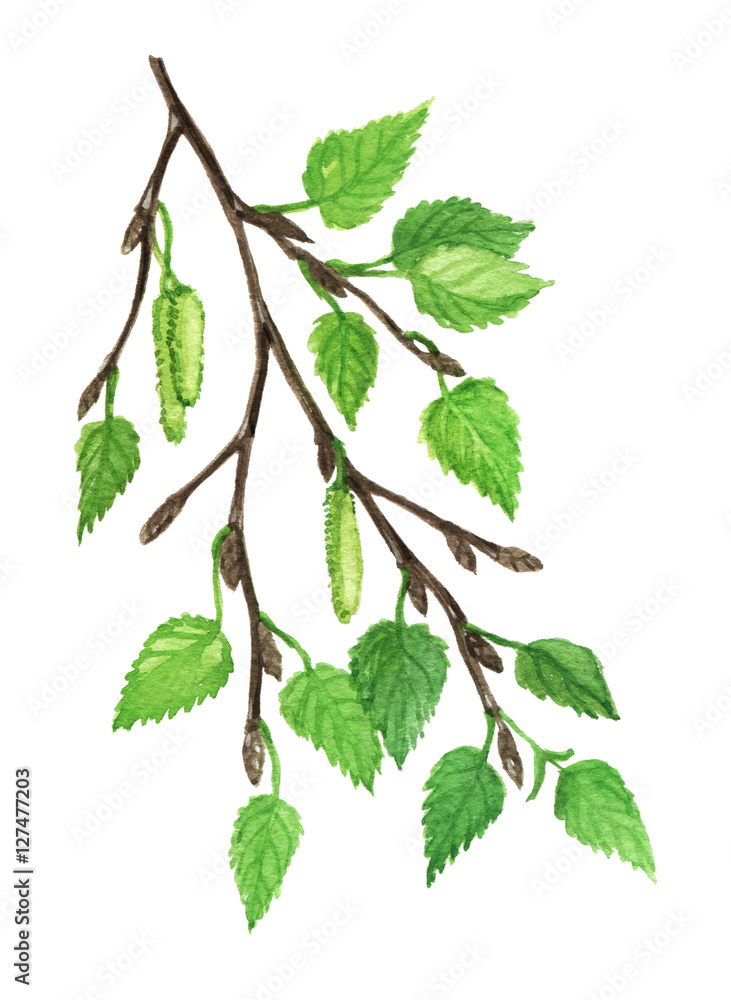 Fototapeta premium Birch herb, Birch herb medicinal and food plants on a white background