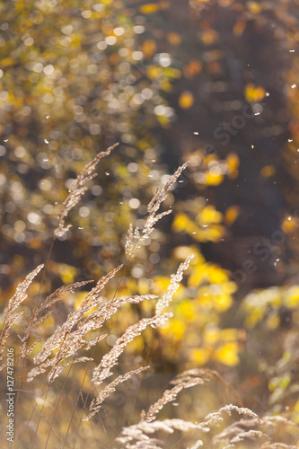 idyllic autumn time, idyllic woodland