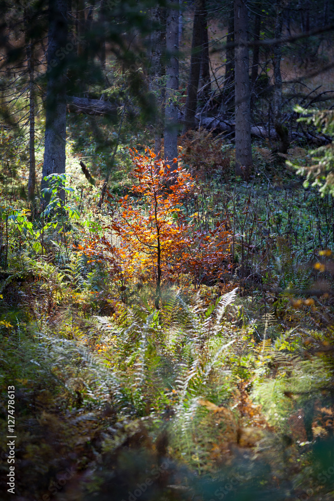 idyllic autumn time, idyllic woodland idyllic autumn time, idyllic woodland