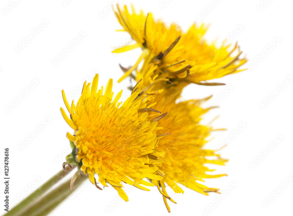 yellow dandelion on a white background yellow dandelion on a white background