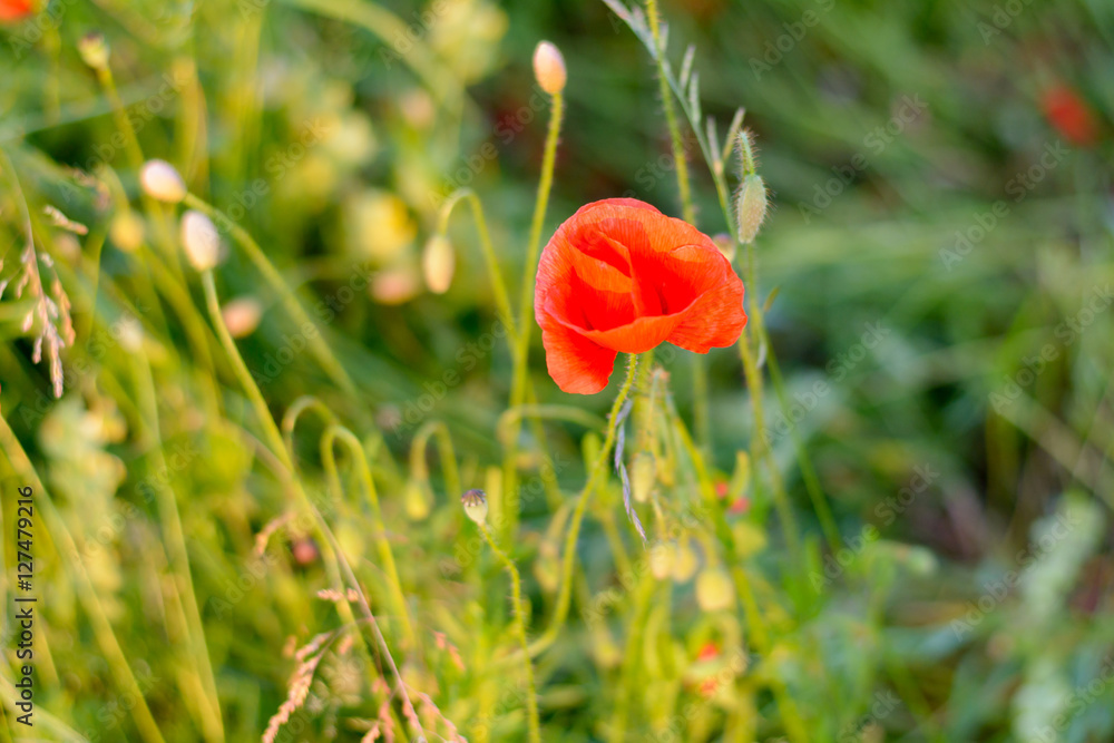 Mohnblume am blühen auf dem Fels Mohnblume am blühen auf dem Fels