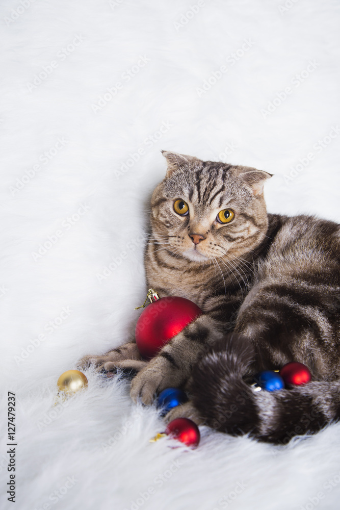 Cute Scottish Fold with Christmas balls on white fur