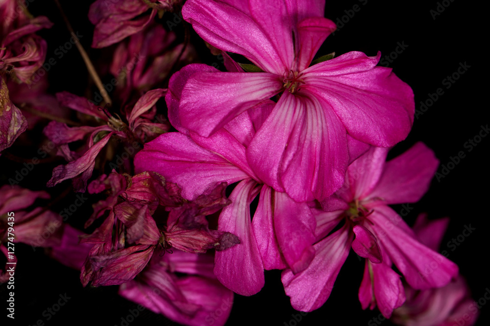 Pink geranium flower on a black background Pink geranium flower on a black background