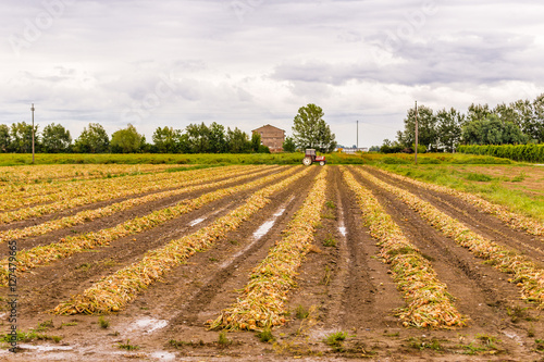 unearthed onions