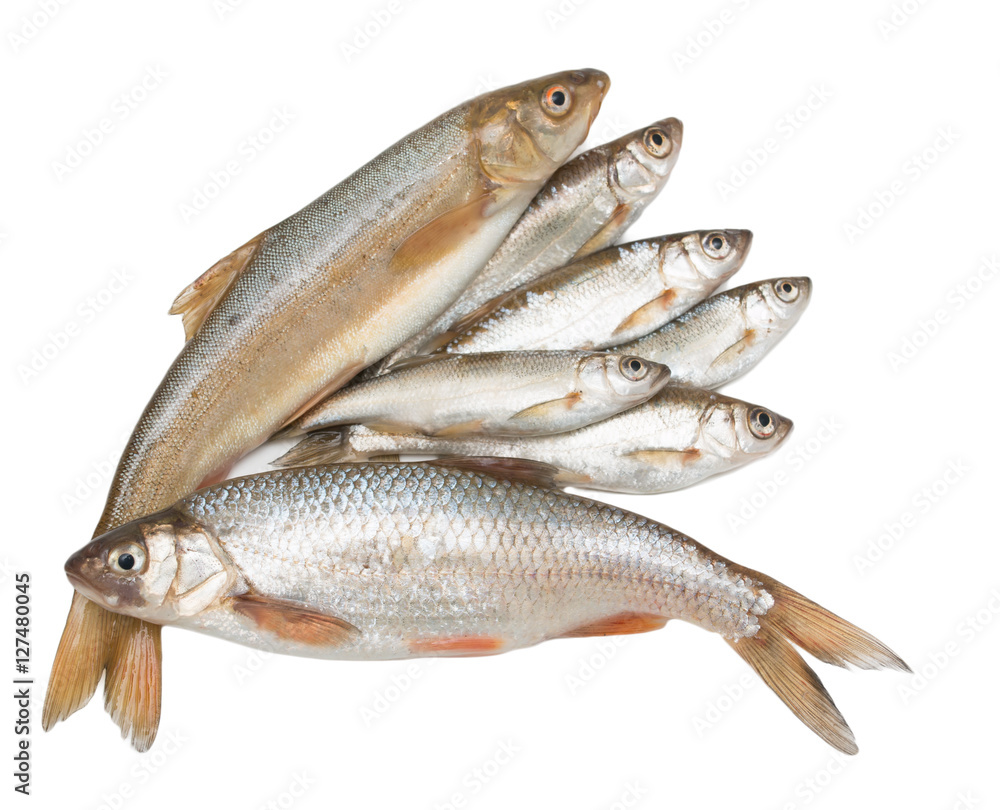 small fish on a white background small fish on a white background