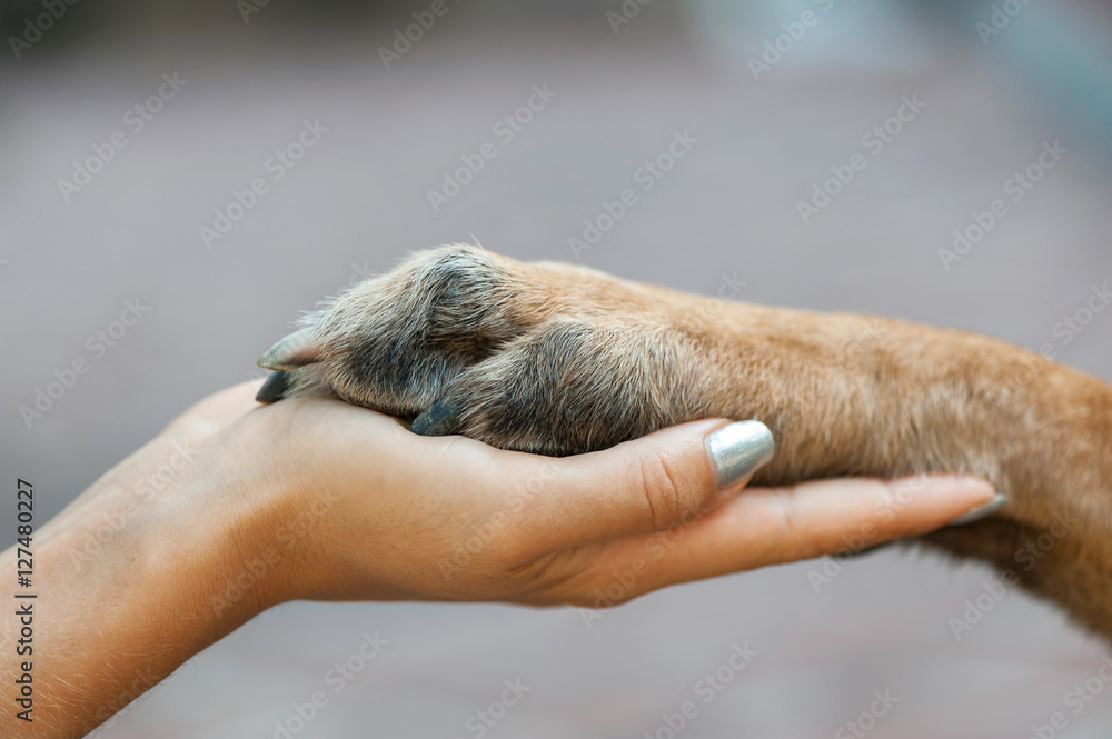 Dog is giving paw to the woman. Dog's paw in human's hand. Friendship with pet. Dog is a best friend. Close up.