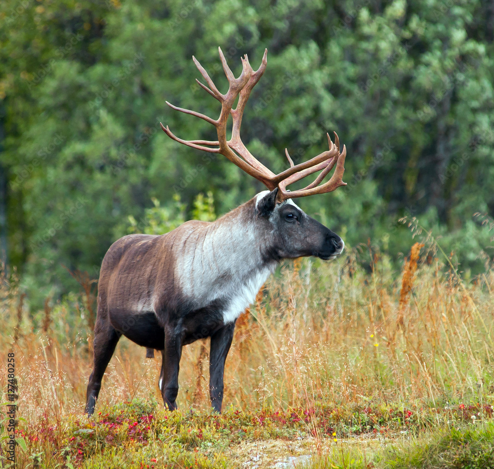 reindeer in Norway