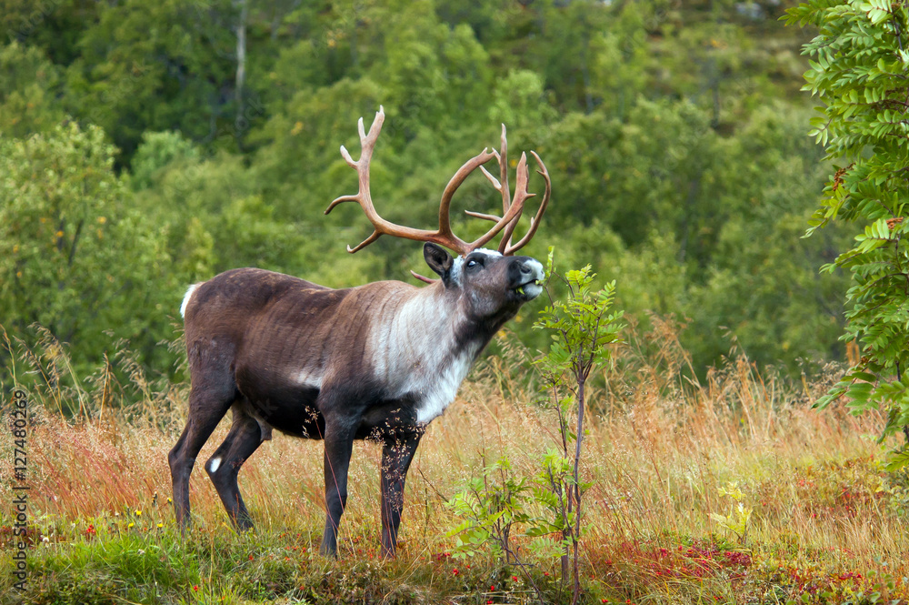 reindeer in Norway