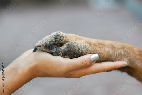 Obraz na płótnie Dog is giving paw to the woman. Dog's paw in human's hand. Friendship with pet. Dog is a best friend. Close up. w salonie