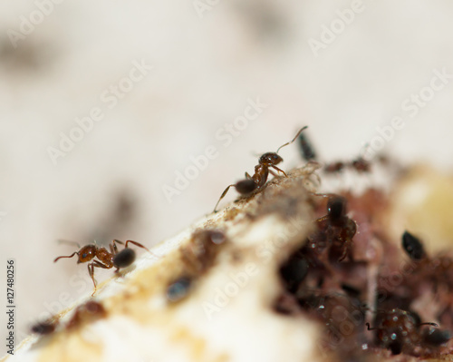 ants © studybos