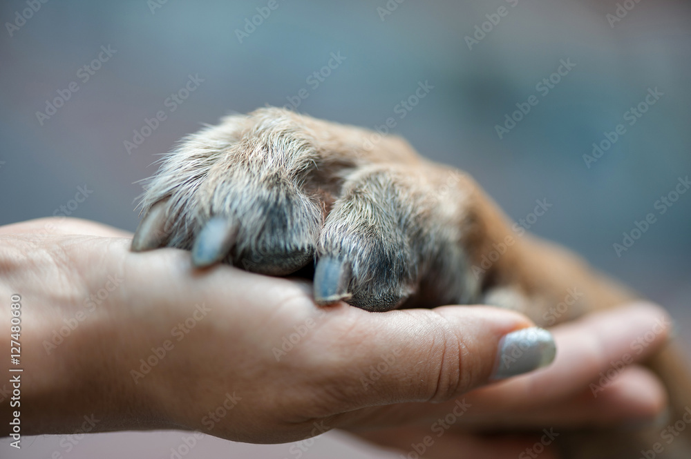Dog is giving paw to the woman. Dog's paw in human's hand. Friendship with pet. Dog is a best friend. Close up.