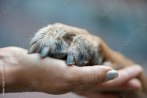 Obraz na płótnie Dog is giving paw to the woman. Dog's paw in human's hand. Friendship with pet. Dog is a best friend. Close up. w salonie