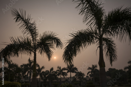 palm trees on the beach © Elroi
