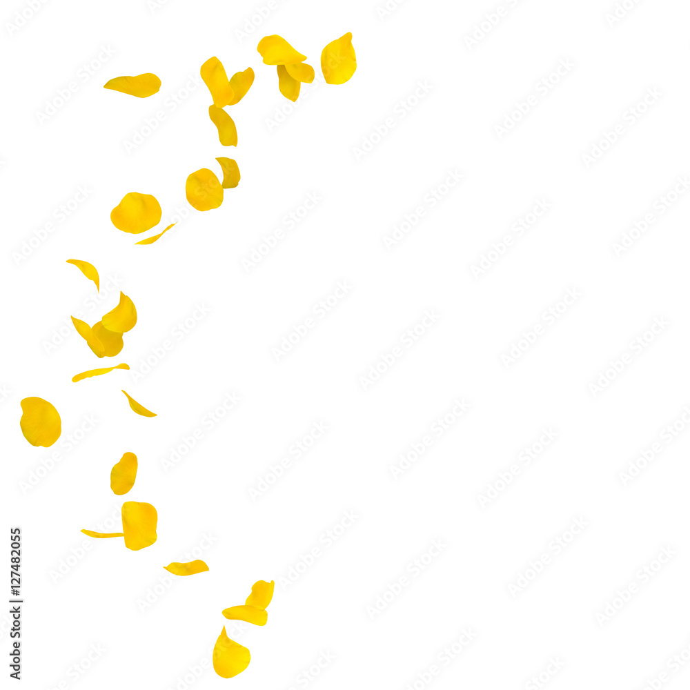 Fototapeta premium Yellow rose petals scattered on the floor in a semi-circle