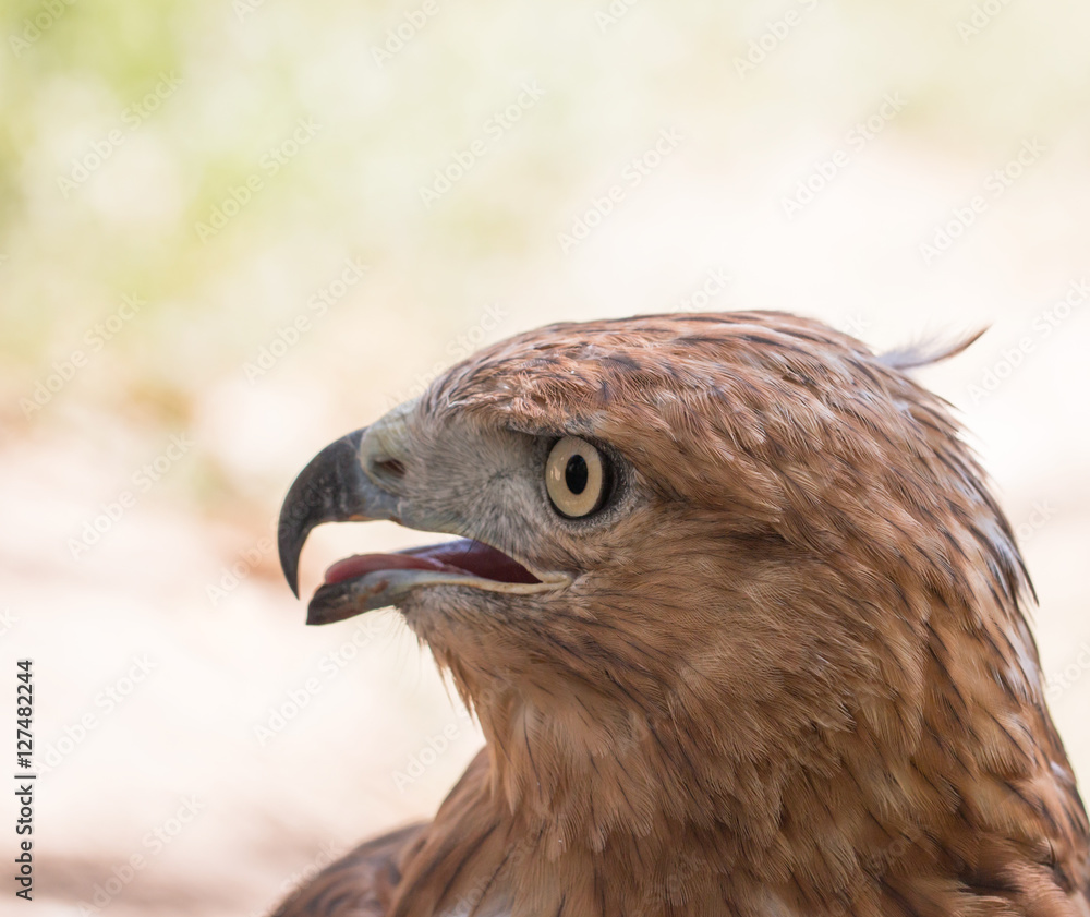 hawk head hawk head