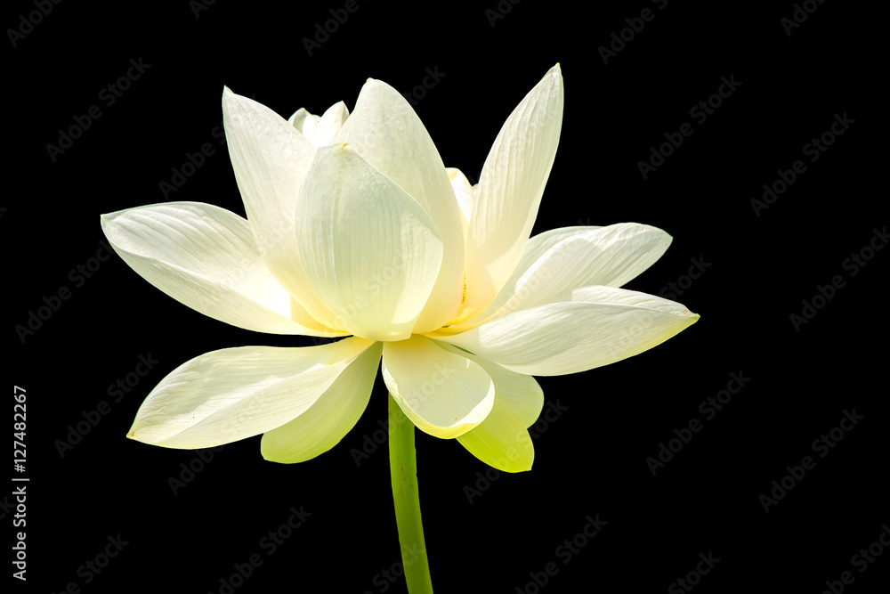 The Lotus Flower.The background is black.The place of shooting is Tsurugaoka Hachiman in Kamakura City, Kanagawa Prefecture, Japan. 