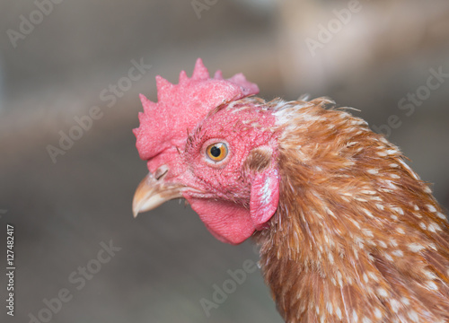 Chicken head photo