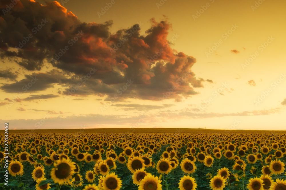 Fototapeta premium Golden Sunflower Skies