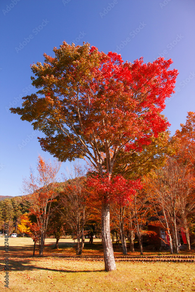Maple tree colorful autumn beautiful landscape background