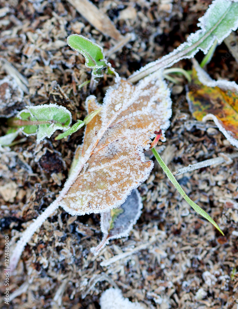november morning frost on a plants november morning frost on a plants