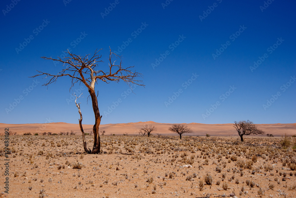 Toter Baum in der Namib, Namibia