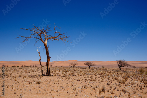 Toter Baum in der Namib  Namibia