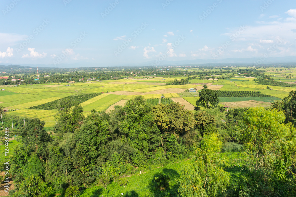 landscape of rice field at Fang countryside in Thailand