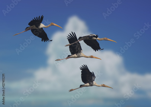 Flock of birds- painted storks flying over clouds photo
