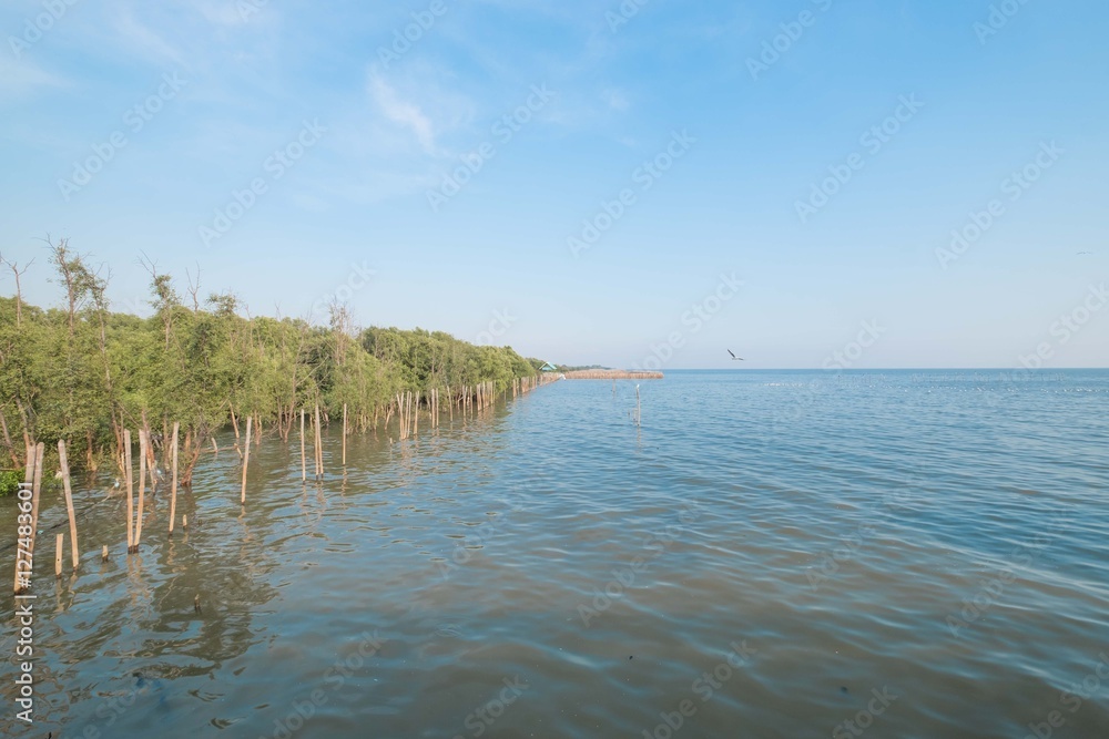 Beautiful blue sky and tropical mangrove forest at coast