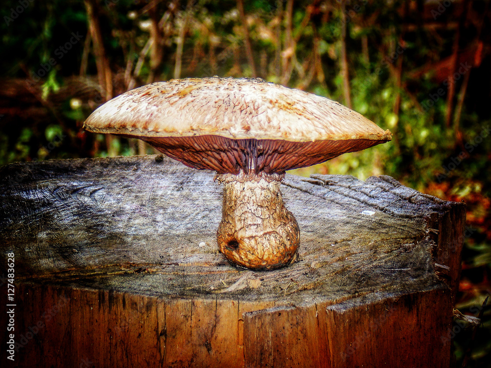 Mushrooms who grew up on the stumps, these toxicant mushrooms, mushrooms are large, This photo can be used in advertising, as a warning about poisonous mushrooms, also for other purposes. Mushrooms who grew up on the stumps, these toxicant mushrooms, mushrooms are large, This photo can be used in advertising, as a warning about poisonous mushrooms, also for other purposes.