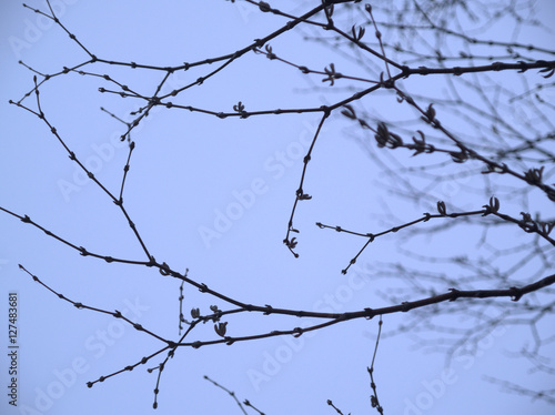 冬の枯れ枝