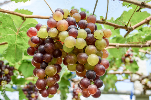 grapes