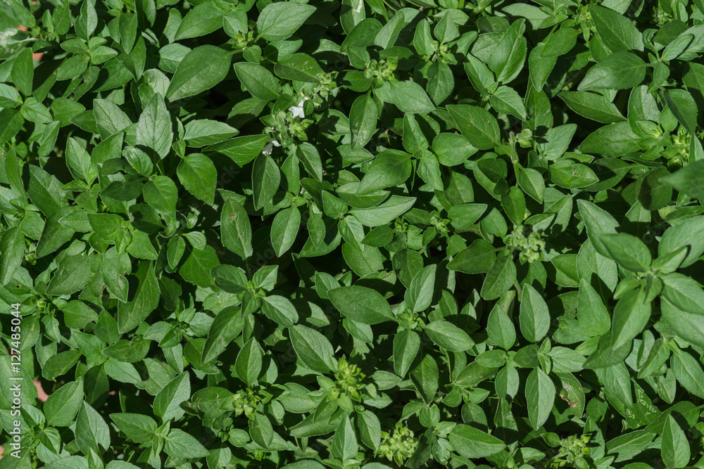 Small basil aromatic plant leaves creating a green background texture Small basil aromatic plant leaves creating a green background texture