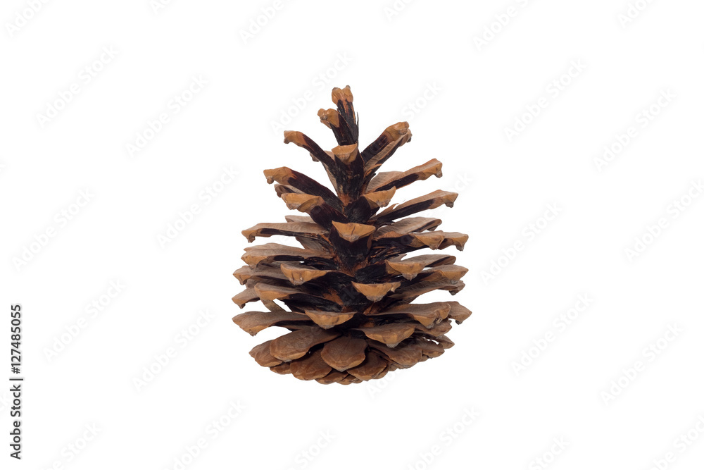 Pine cone isolated