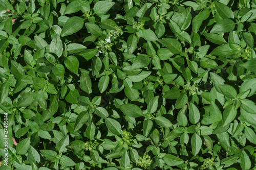 Small basil aromatic plant leaves creating a green background texture photo