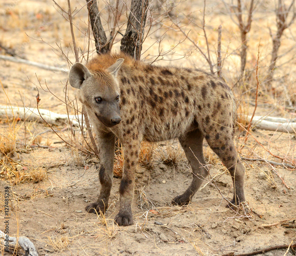 Hyena in the Kruger National Park Hyena in the Kruger National Park