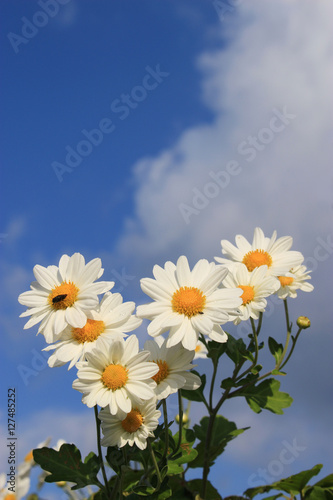 白い小さな菊の花と青空と雲