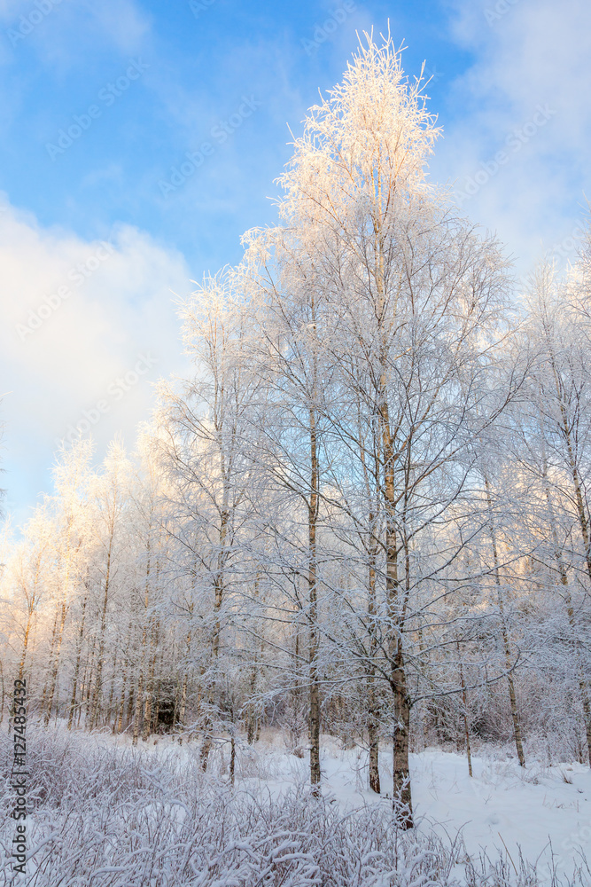 Birch forest in winter with hoar frost and snow Birch forest in winter with hoar frost and snow
