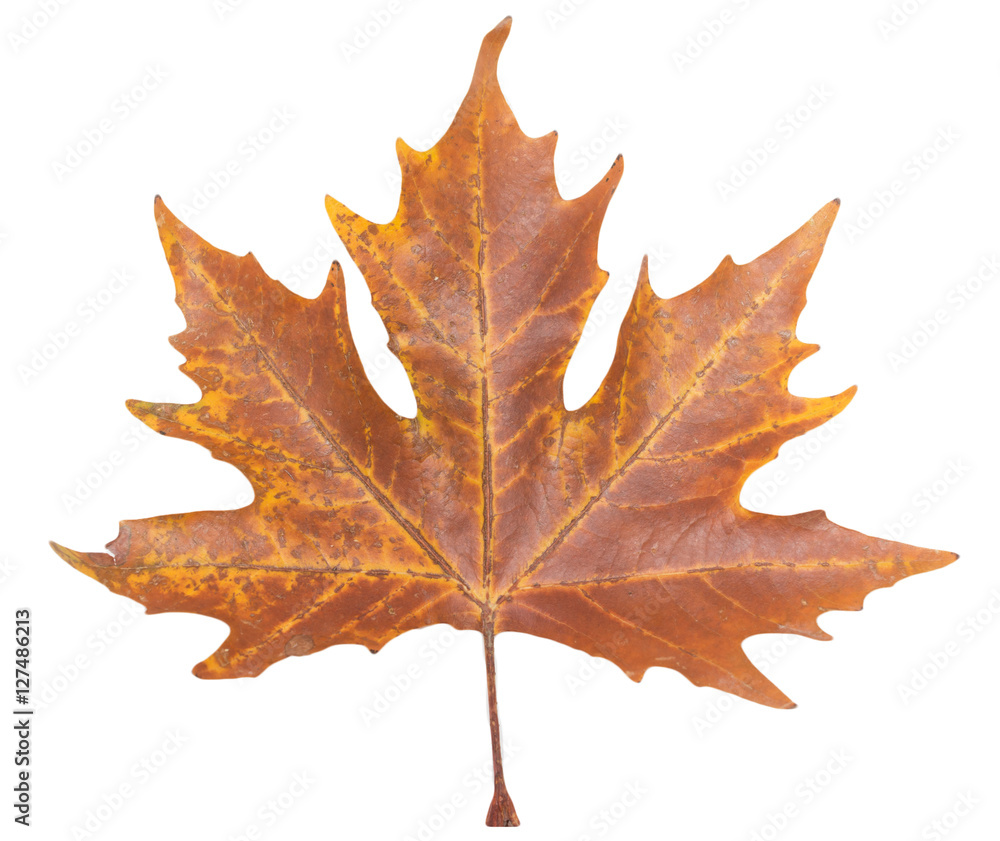 autumn maple leaf on a white background
