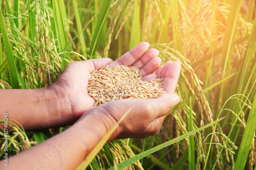 man hand with rice field at evening light