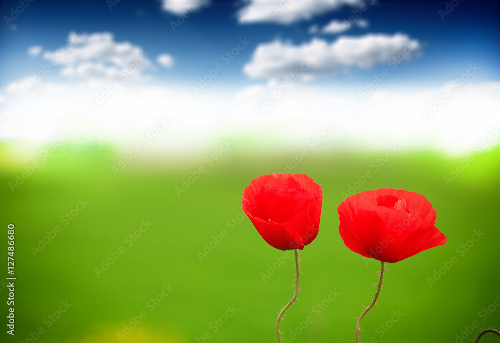 Fototapeta premium Field of poppies