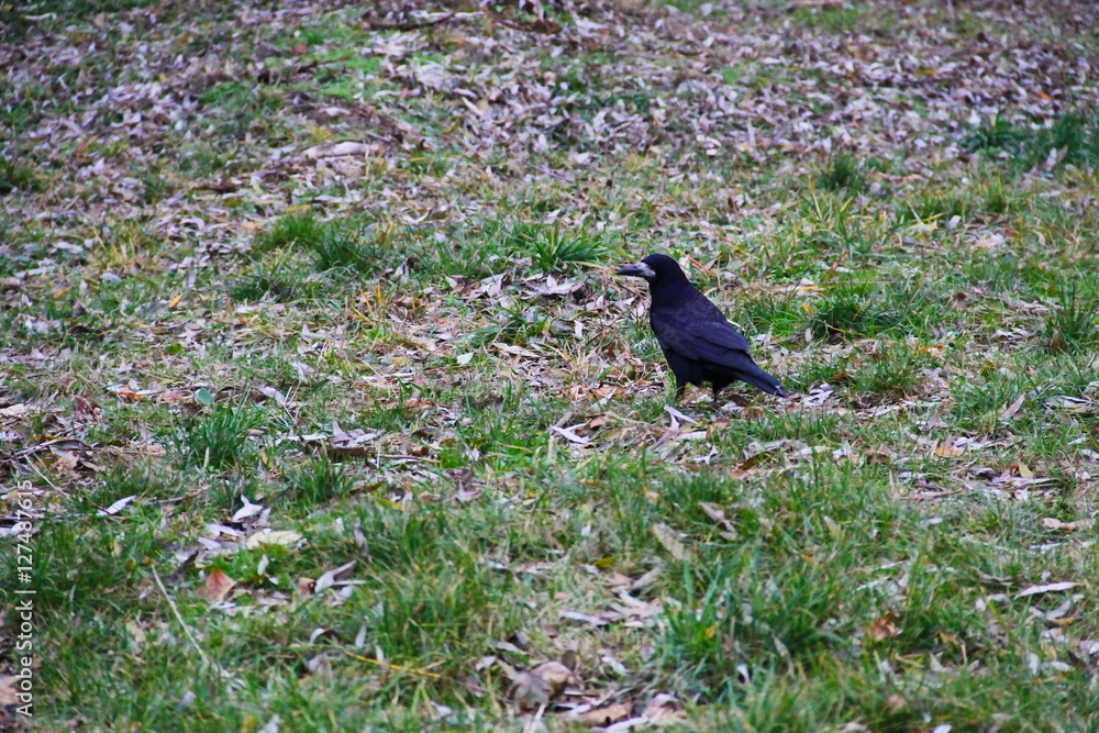 Black crow in the park